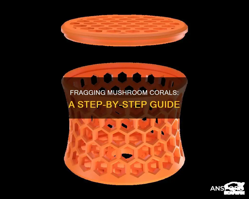 how do you frag a mushroom coral