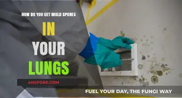 Breathing Danger: How Mold Spores Enter and Affect Your Lungs