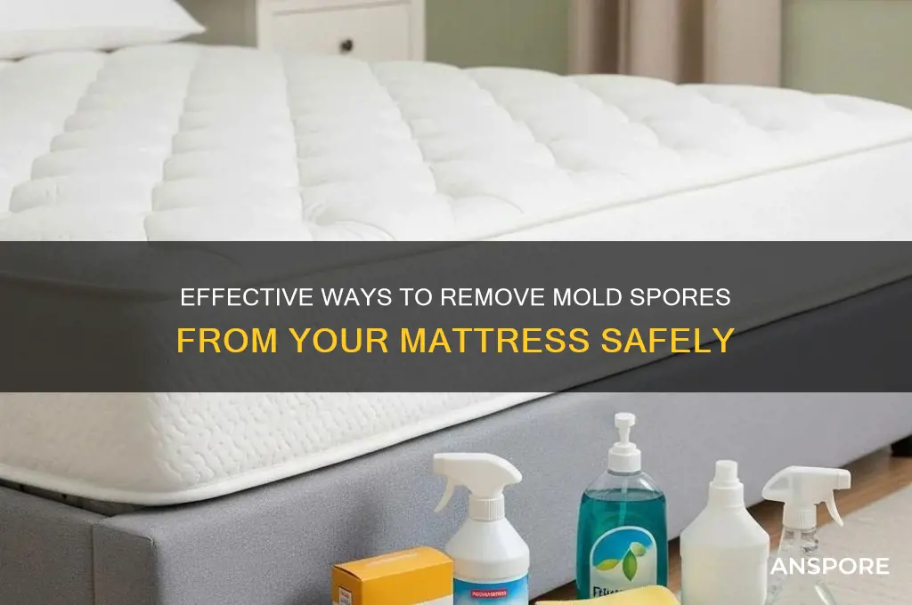 how do you get mold spores out of a mattress