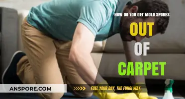 Effective Ways to Remove Mold Spores from Your Carpet Safely