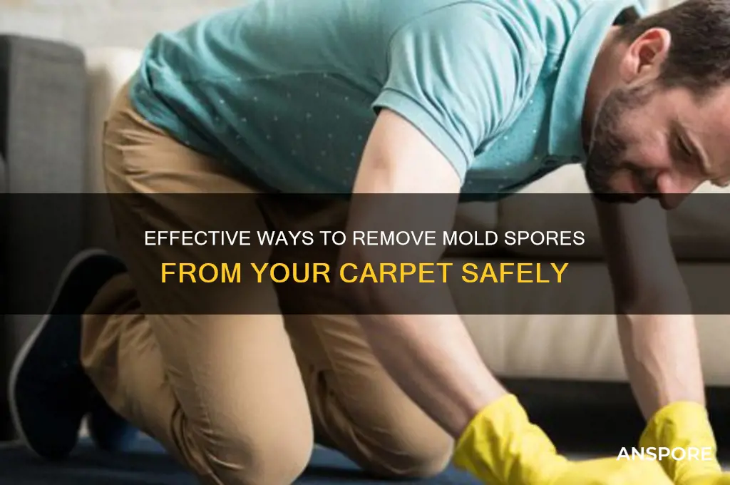 how do you get mold spores out of carpet