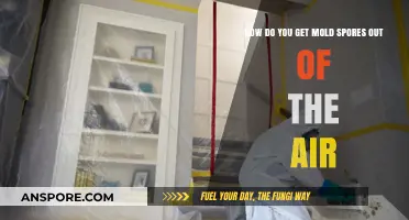 Effective Ways to Remove Mold Spores from Indoor Air