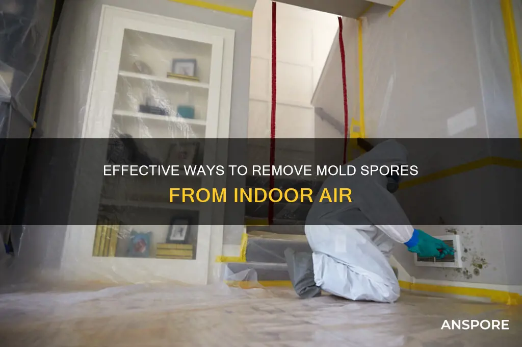 how do you get mold spores out of the air