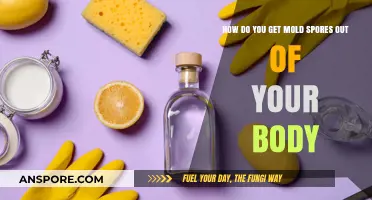 Effective Ways to Detox Mold Spores from Your Body Naturally