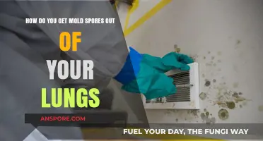 Effective Ways to Remove Mold Spores from Your Lungs Safely