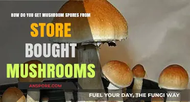 Harvesting Mushroom Spores: A Guide to Store-Bought Mushroom Cultivation