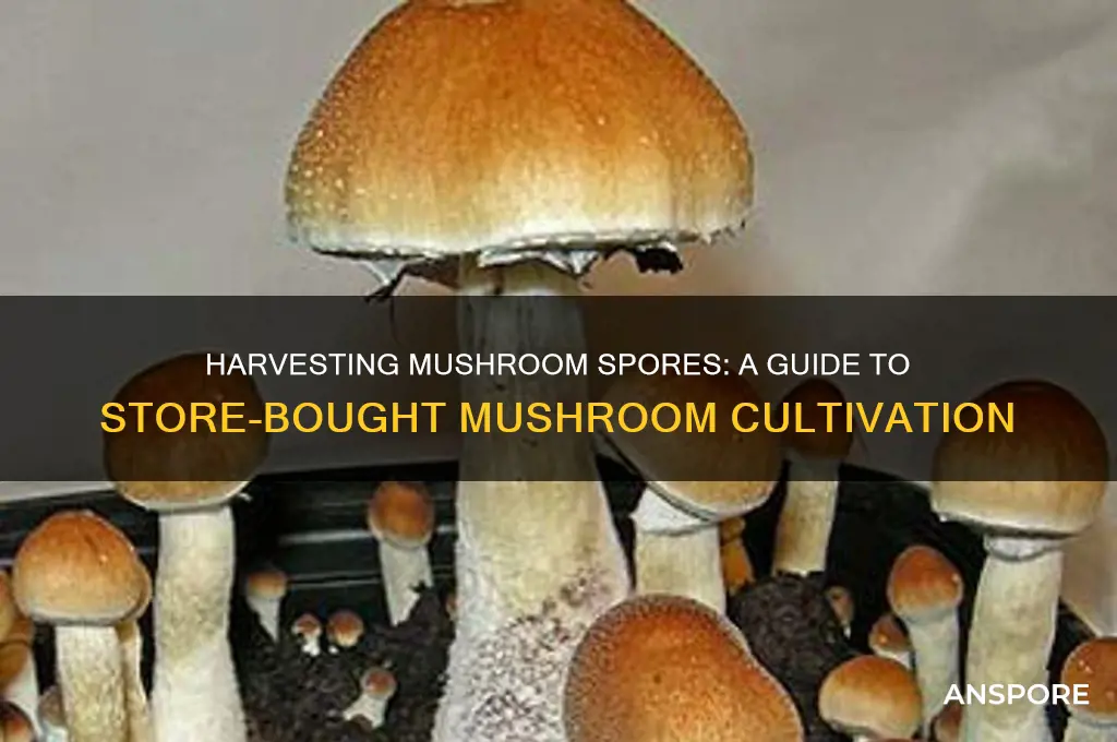 how do you get mushroom spores from store bought mushrooms
