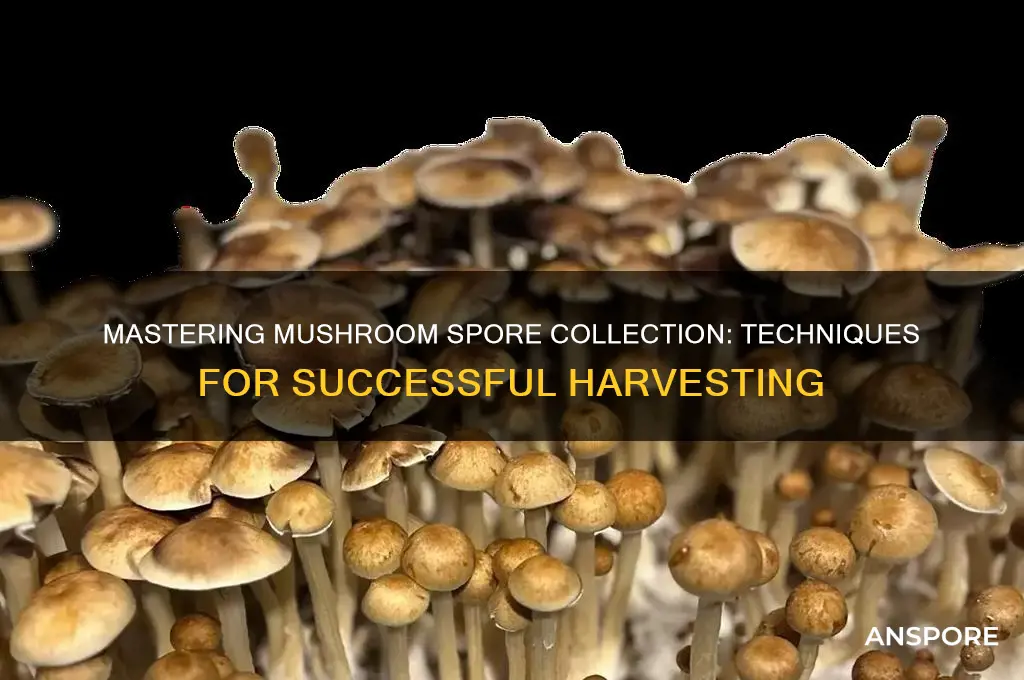 how do you get mushroom spores