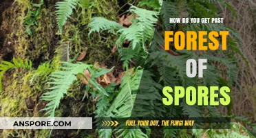 Conquering the Forest of Spores: Essential Tips for Safe Passage