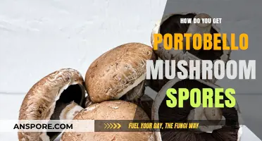 Harvesting Portobello Mushroom Spores: A Step-by-Step Guide for Beginners