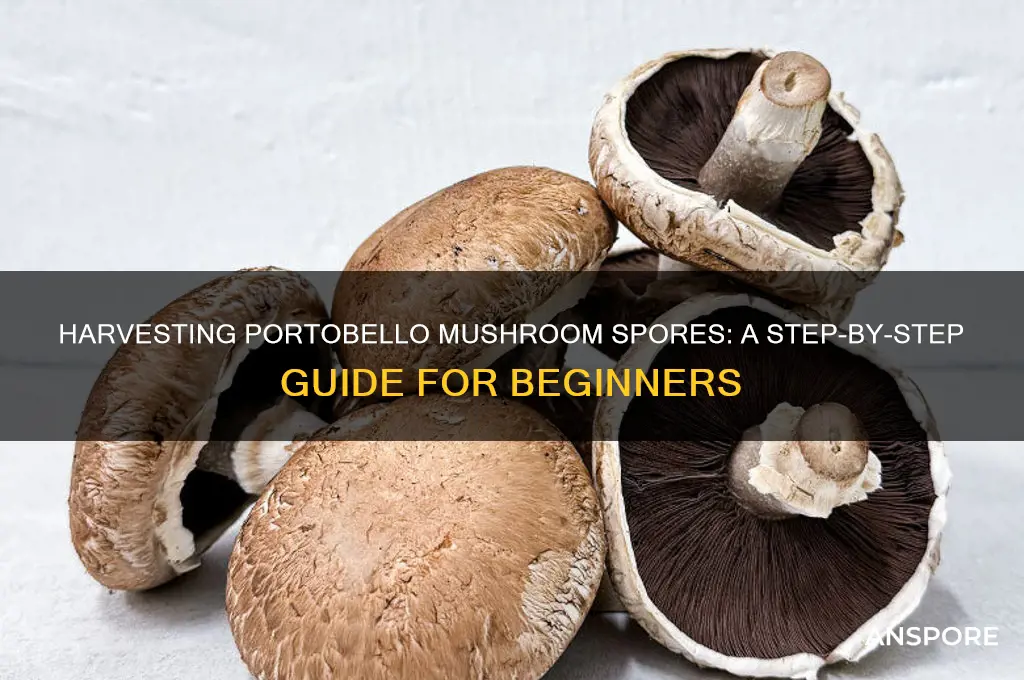 how do you get portobello mushroom spores
