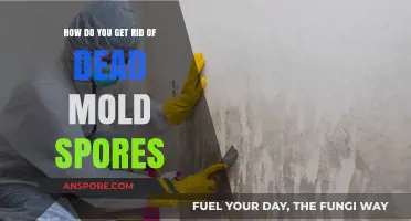 Effective Ways to Eliminate Dead Mold Spores from Your Home