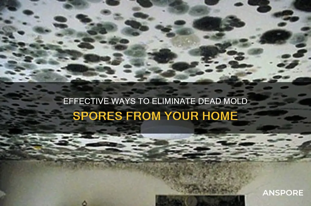 how do you get rid of dead mold spores