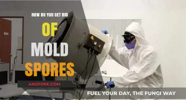 Effective Ways to Eliminate Mold Spores in Your Home Safely