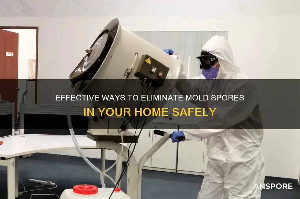 how do you get rid of mold spores