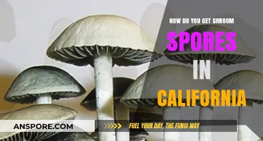 Where to Find and Legally Obtain Shroom Spores in California