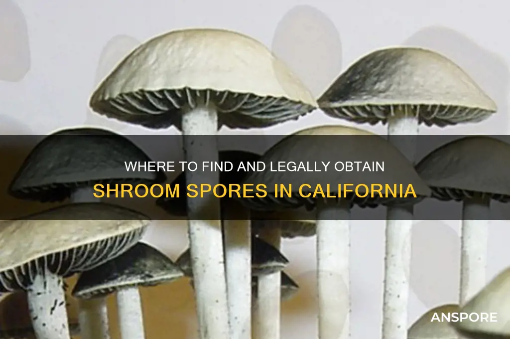 how do you get shroom spores in california