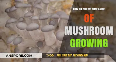 Capturing Mushroom Growth: A Step-by-Step Guide to Time-Lapse Photography
