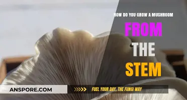 Growing Mushrooms from Stems: A Simple Step-by-Step Guide