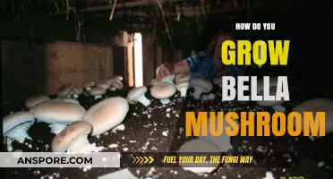 Mastering Bella Mushroom Cultivation: Essential Tips for Successful Home Growing