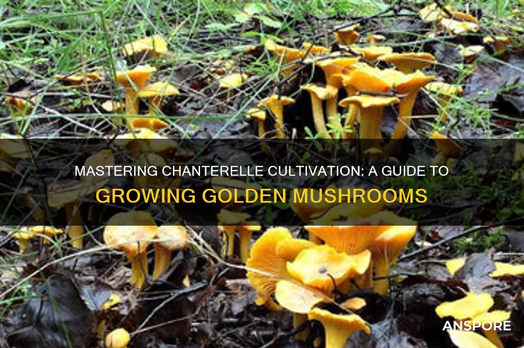 how do you grow chanterelle mushrooms