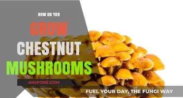 Mastering Chestnut Mushroom Cultivation: A Step-by-Step Growing Guide