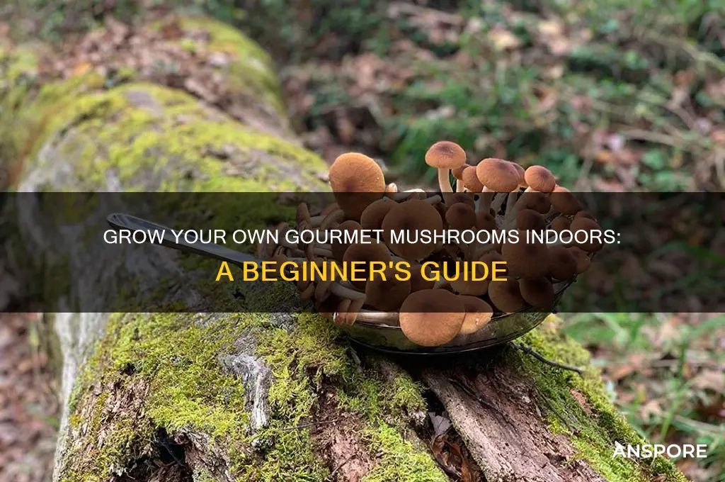 how do you grow edible mushrooms indoors