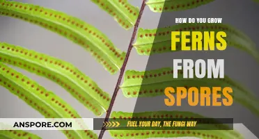 Growing Ferns from Spores: A Step-by-Step Guide to Success