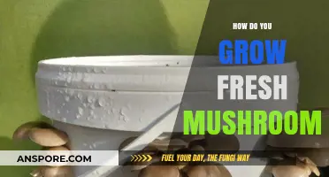 Mastering Mushroom Cultivation: A Guide to Growing Fresh Mushrooms at Home
