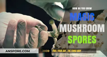 Cultivating Magic Mushroom Spores: A Step-by-Step Growing Guide