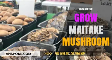 Mastering Maitake Mushroom Cultivation: A Step-by-Step Growing Guide