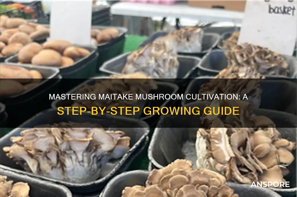 how do you grow maitake mushrooms