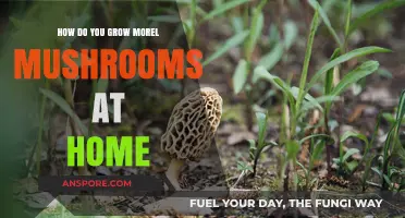 Mastering Morel Mushroom Cultivation: A Step-by-Step Home Growing Guide