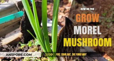 Mastering Morel Cultivation: Essential Tips for Growing Delicious Mushrooms