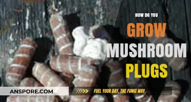 Mastering Mushroom Cultivation: A Step-by-Step Guide to Growing Plugs