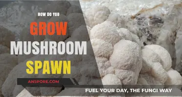 Mastering Mushroom Spawn Growth: Essential Techniques for Successful Cultivation
