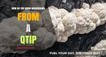 Growing Mushrooms from a Q-Tip: A Simple DIY Guide