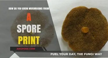 Mastering Mushroom Cultivation: Growing from Spore Prints Step-by-Step