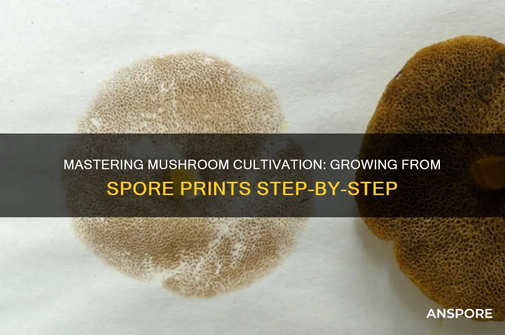 how do you grow mushrooms from a spore print
