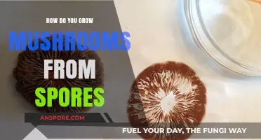 Mastering Mushroom Cultivation: A Step-by-Step Guide to Growing from Spores