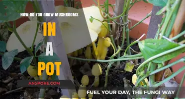 Easy Mushroom Growing: A Step-by-Step Guide for Pot Cultivation