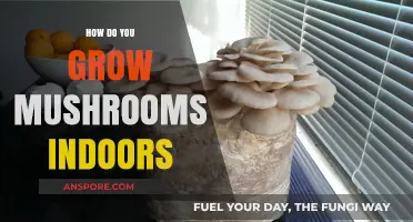 Mastering Indoor Mushroom Cultivation: Simple Steps for Bountiful Harvests
