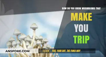 Cultivating Psychedelic Mushrooms: A Guide to Growing Trip-Inducing Varieties