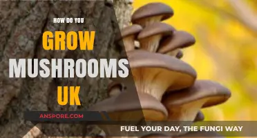 Master Mushroom Growing: UK Guide to Cultivating Delicious Fungi at Home