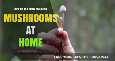 Growing Psilocybin Mushrooms at Home: A Step-by-Step Guide