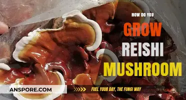Mastering Reishi Mushroom Cultivation: A Step-by-Step Growing Guide