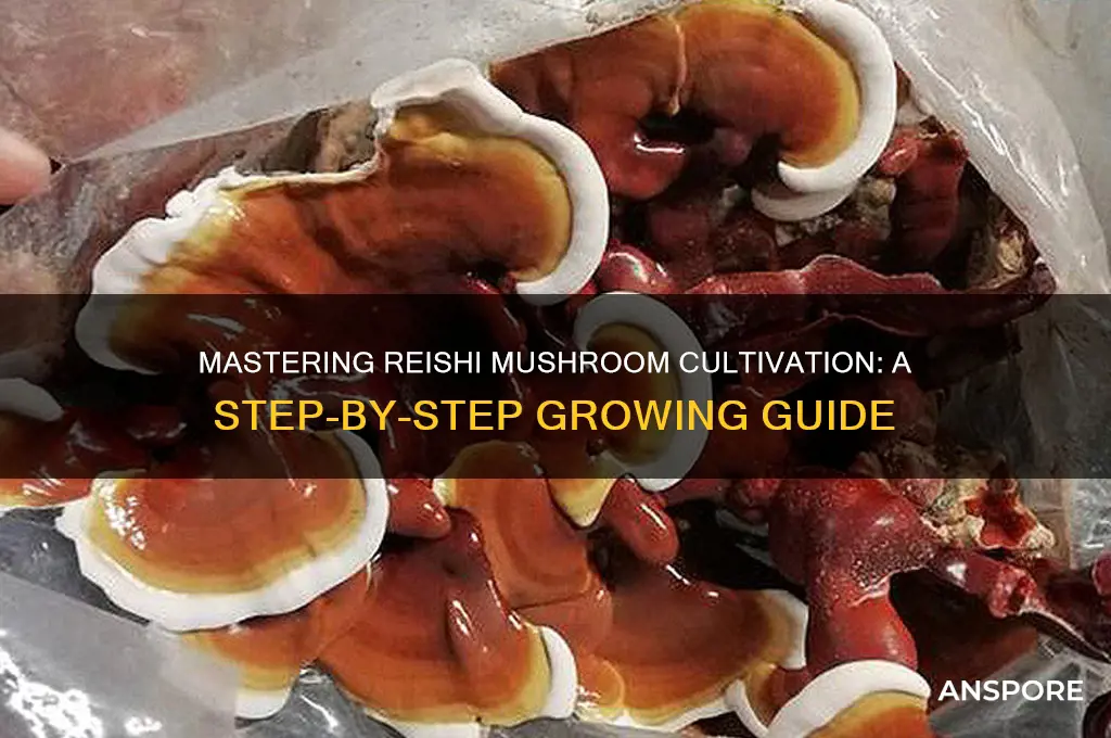 how do you grow reishi mushrooms