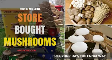 Growing Store-Bought Mushrooms: Simple Steps for a Bountiful Harvest