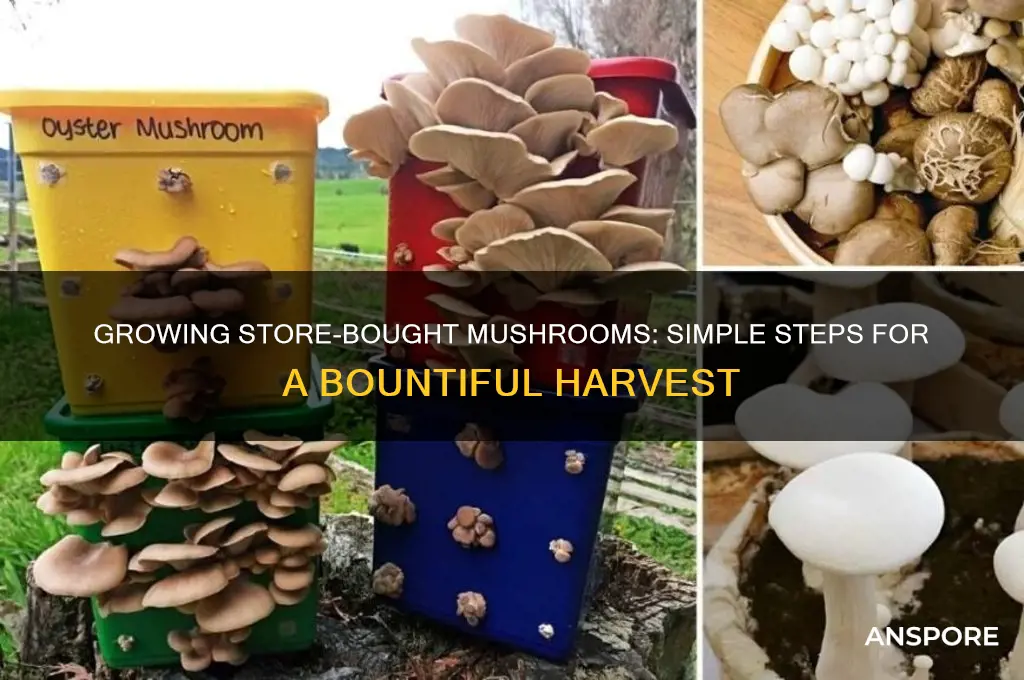 how do you grow store bought mushrooms
