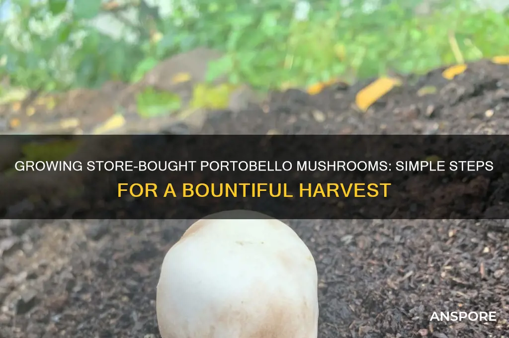 how do you grow store bought portobello mushrooms